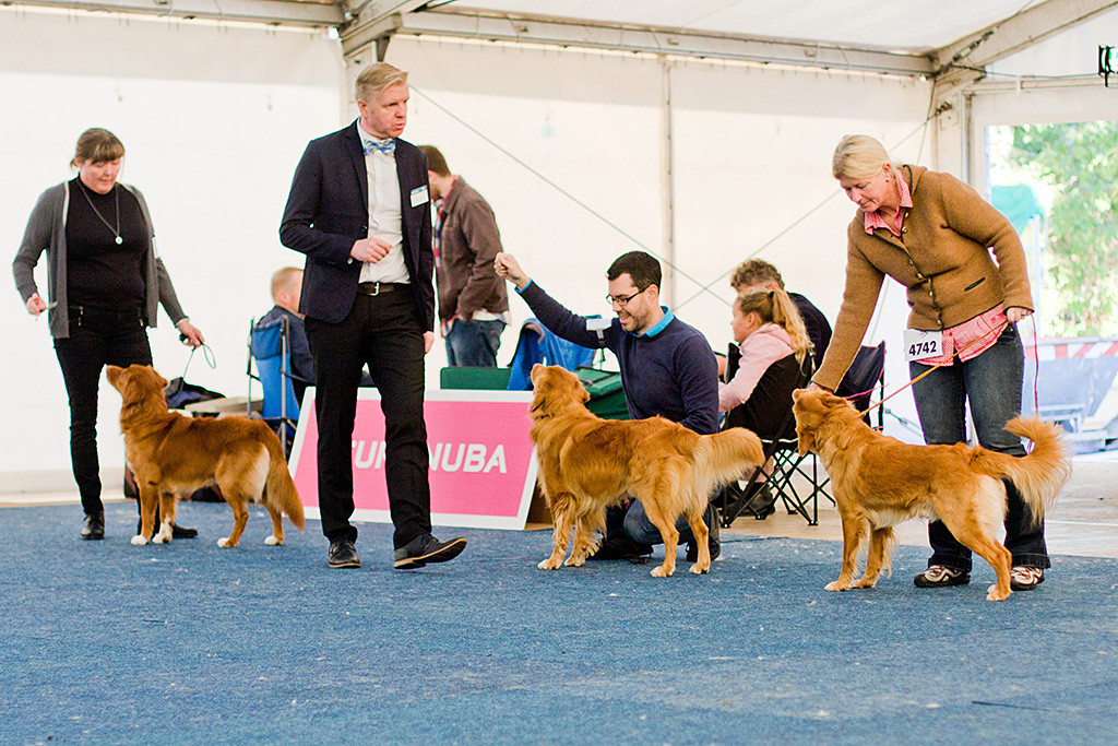»Shaggy Toller’s Red Hot Dexter«, Edison und »Forestrunners Bobby« posieren für den Richter Kalvo Kiisk