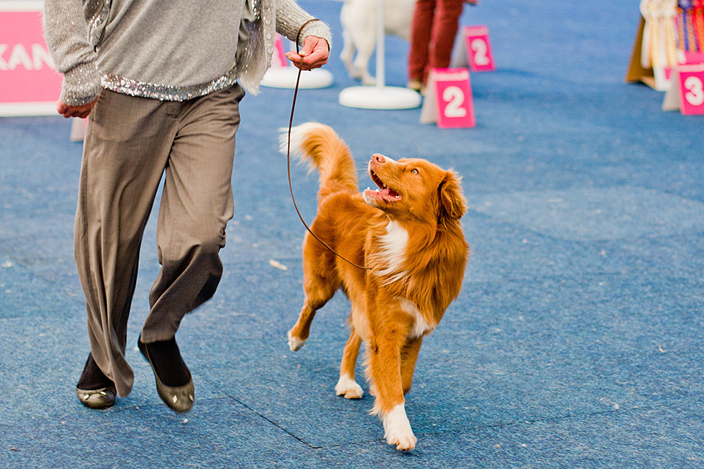 Bester Toller heute »Rhineferrys Raven Stout Guitro« aus der Offenen Klasse
