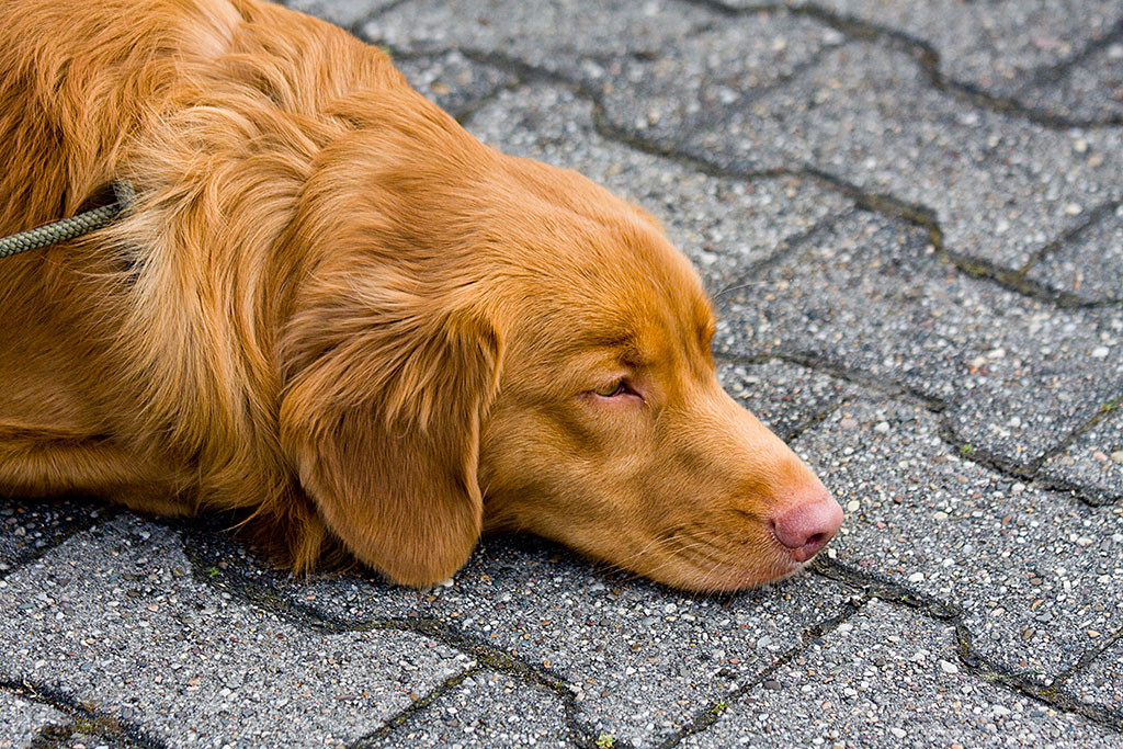Edison liegt mit dem Kopf auf dem Boden und macht eine Pause