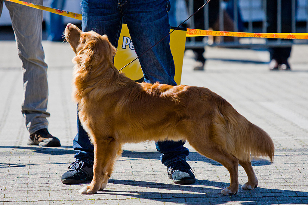 Edison stellt extrem seine Hinterläufe aus