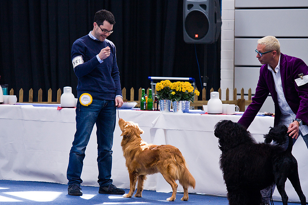 Edison steht super beim Vorführen der besten Junghunde