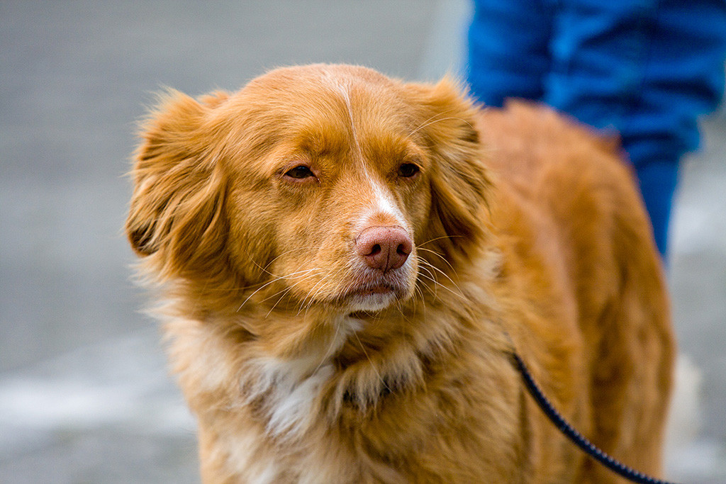 Frieda schaut mit schmalen Augen an der Kamera vorbei