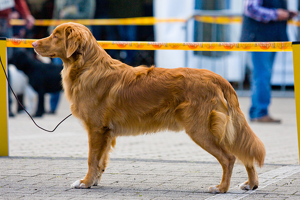 Edison posiert für den Junghundrüden-Titel