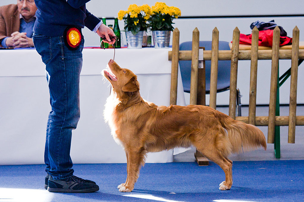 Edison steht super beim Vorführen der besten Hunde der Klasse 8