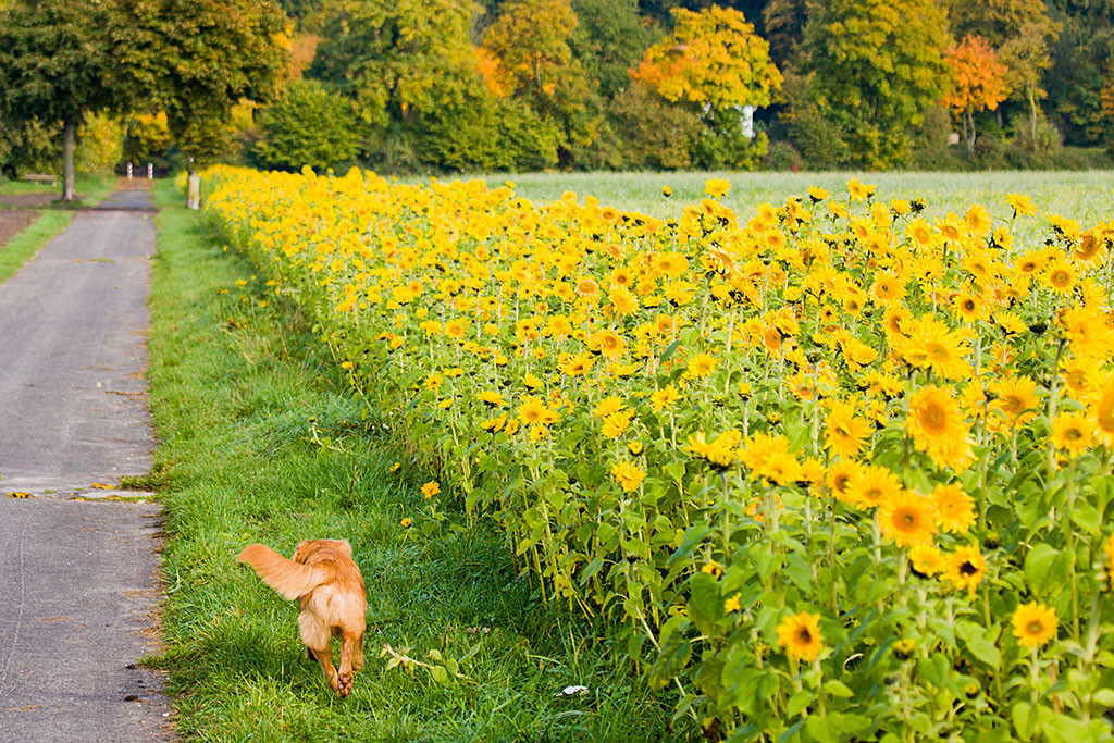 Edison läuft an einem Sonnenblumenfeld entlang