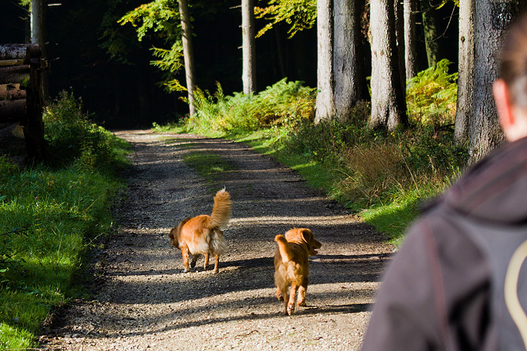 Edison und Frieda laufen vor uns auf einem Waldweg