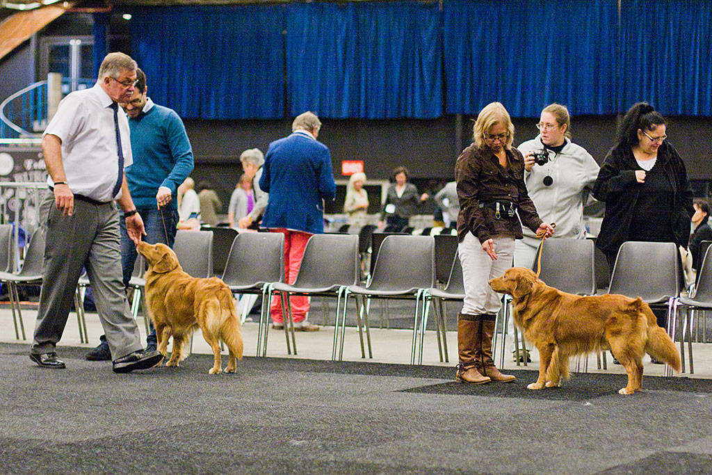 Edison und Buccaneer the High Spirits Toller bei der Wahl zum besten Rüden