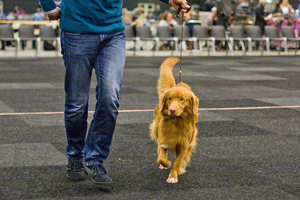 Edison läuft geführt von Stephan durch den Ring auf die Kamera zu