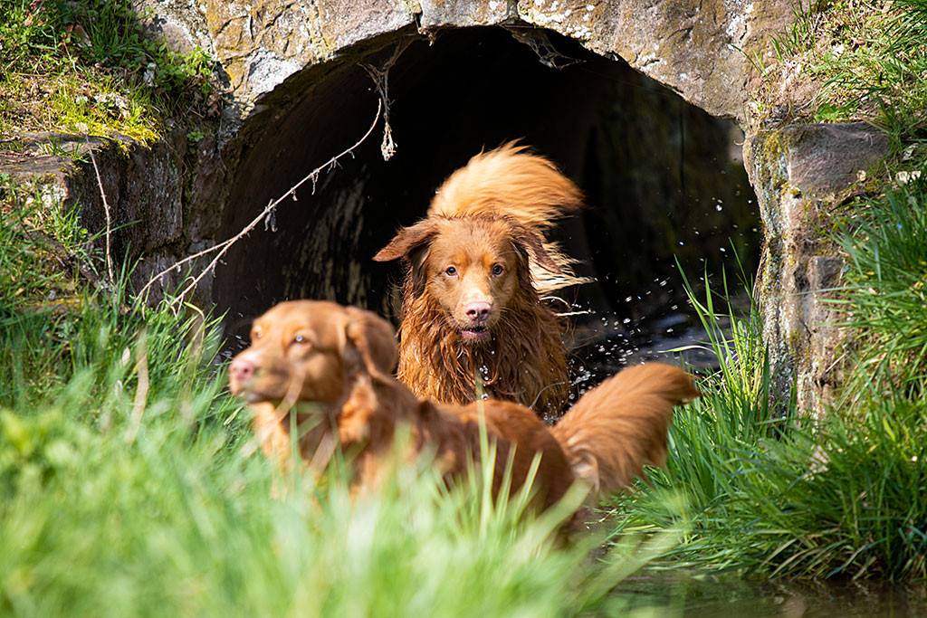 Edison prescht durch den Tunnel der Brücke auf Ivalu zu, die schnell aus dem Wasser springt