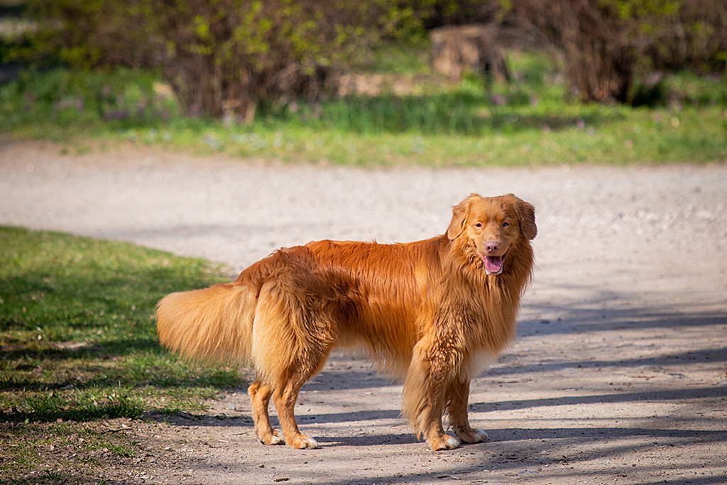Edison steht seitlich auf einem Weg und schaut dabei in die Kamera