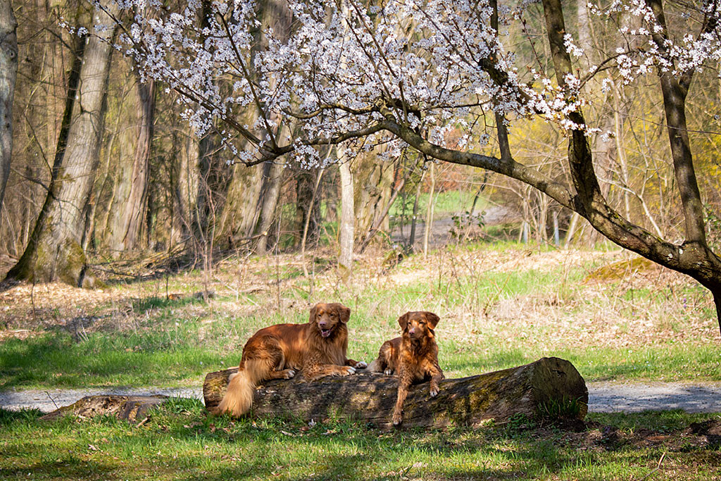 Edison liegt wie Ivalu auf einem Holzstamm unter einem blühenden Baum
