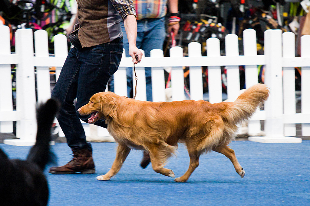 Edison läuft neben Stephan im Vorring der Gruppe 8