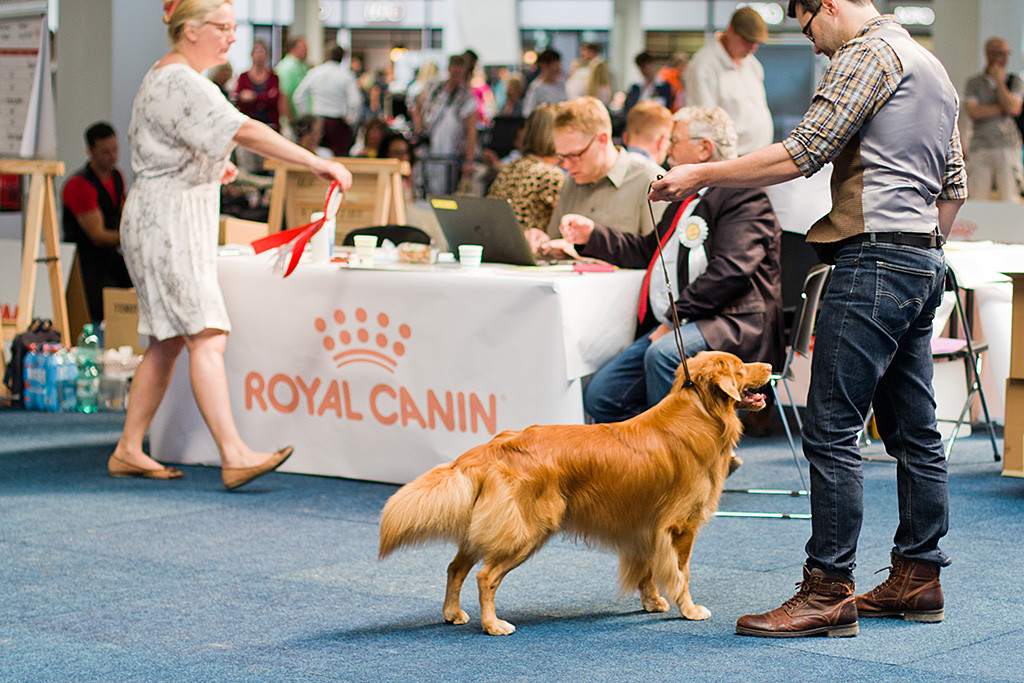 Edison steht in perfekter Pose vor dem Richtertisch während der Richter den Bericht diktiert