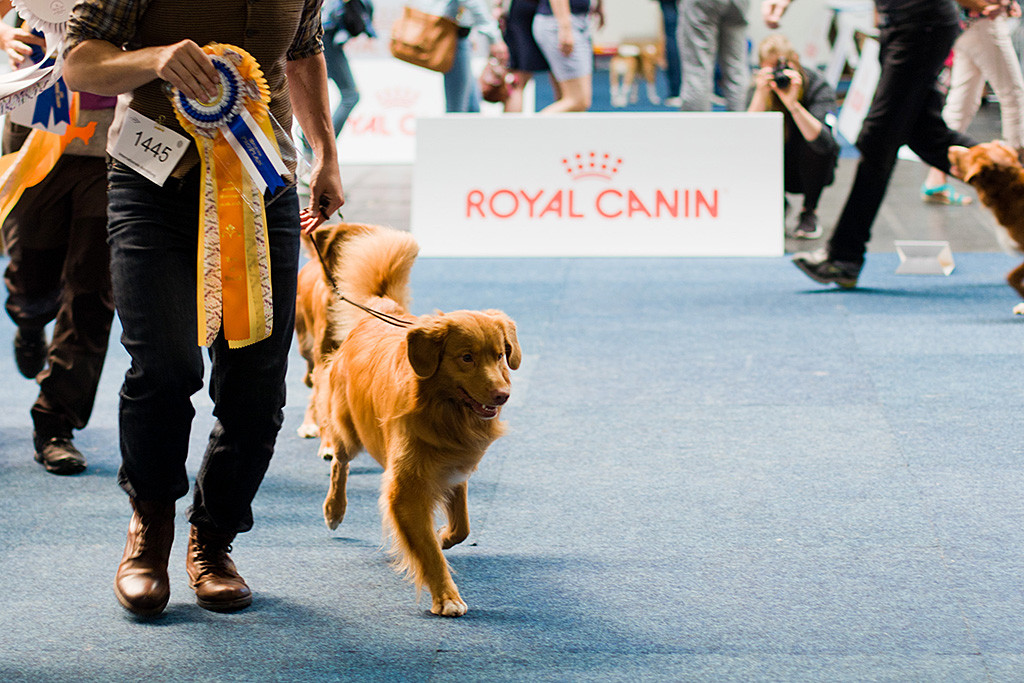 Edison läuft neben Stephan, der viele Schleifen trägt, nach vorn fokussiert aus dem Ring