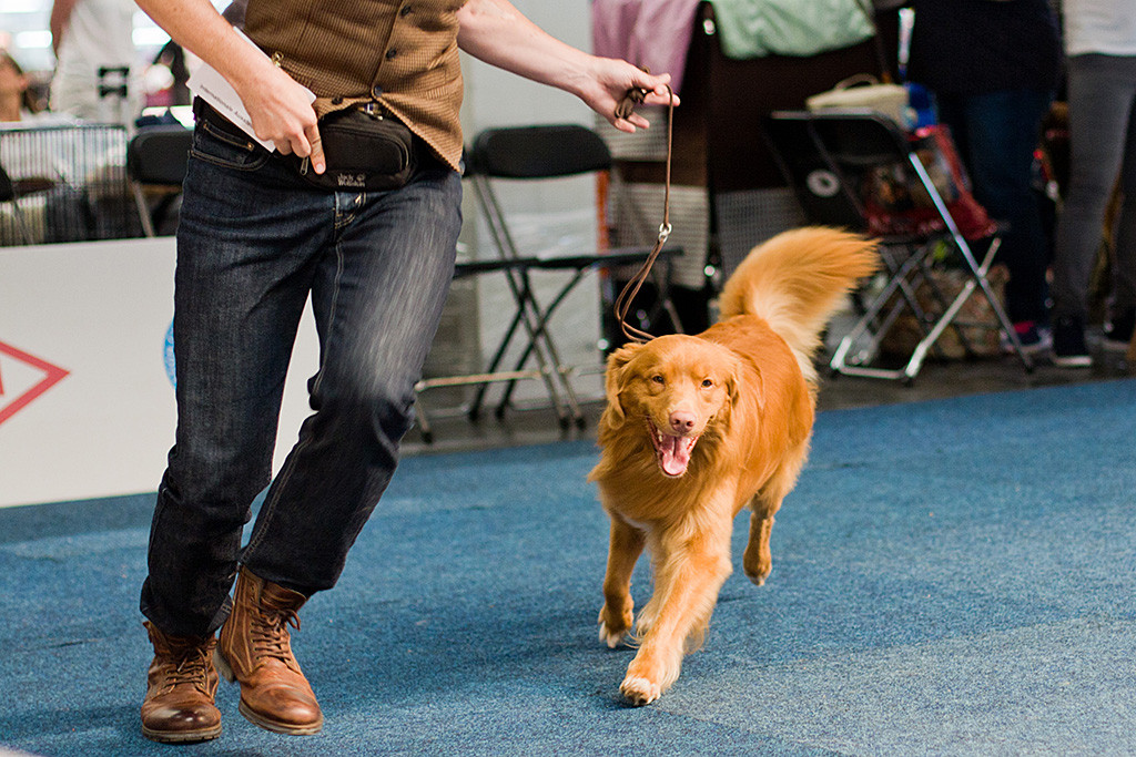 Edison läuft fröhlich an Stephans Seite durch den Ring