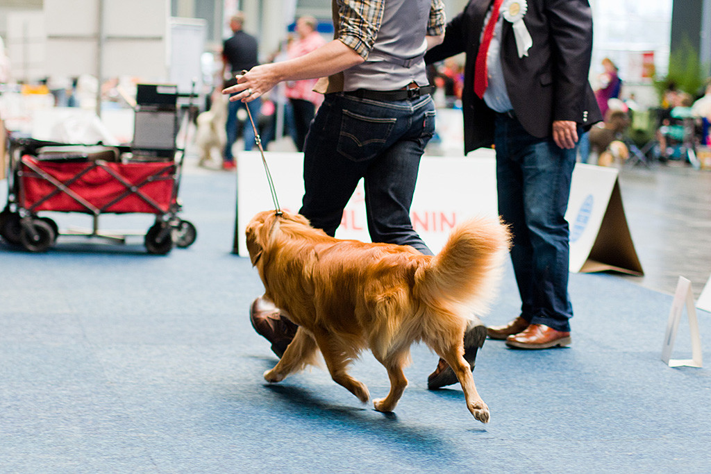 Edison läuft in perfekter Seitenlage an Stephans Seite durch den Ring