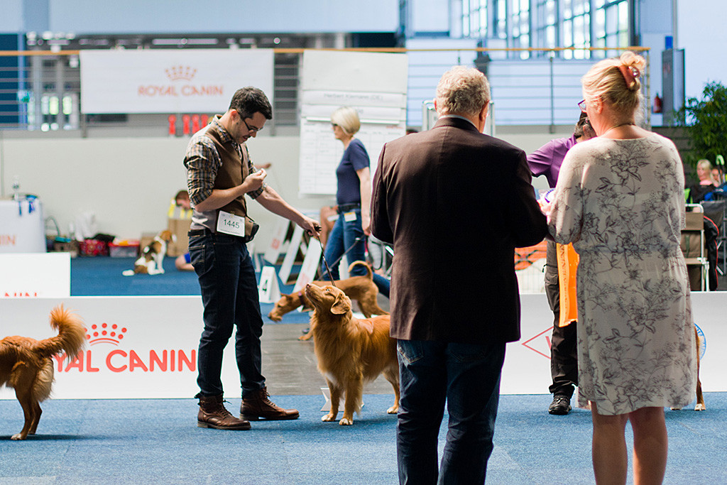 Edison steht bei der Wahl zum Rassebesten vor dem Richter und der Ringstewardess