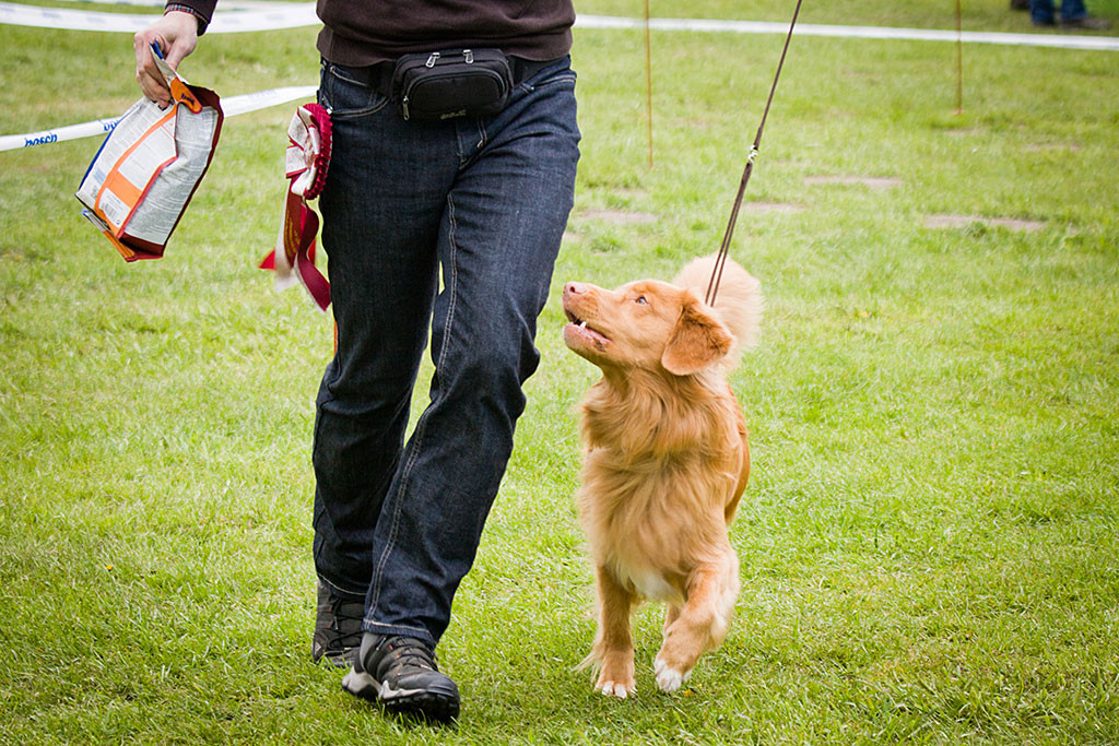 Edison läuft geführt von Stephan die Ehrenrunde, Aufnahme von vorn