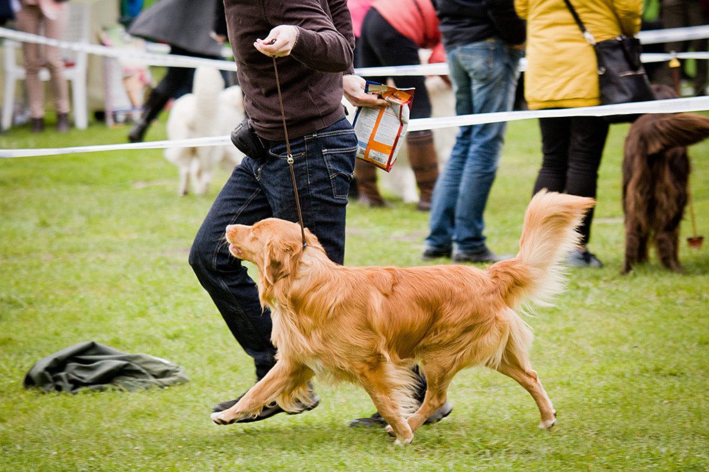 Edison läuft geführt von Stephan die Ehrenrunde, Aufnahme von der Seite