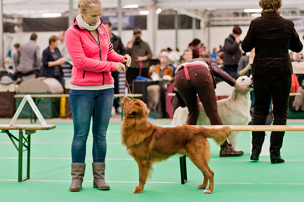 »Evviva La Vita Assassin's Arrow«