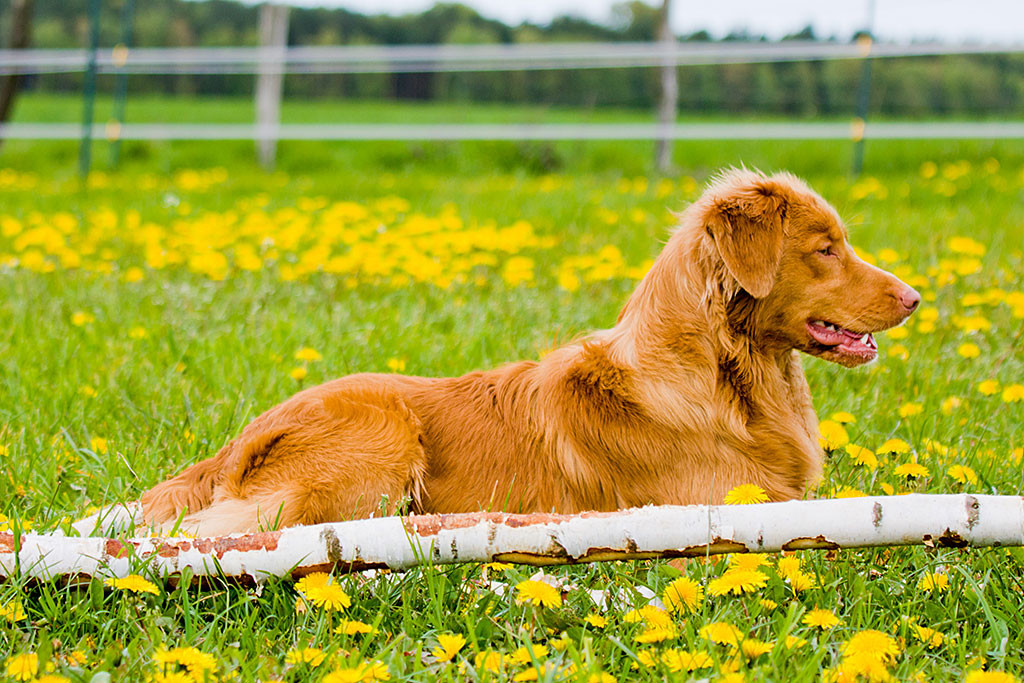 Edison liegt neben einem Birkenzweig auf der Wiese