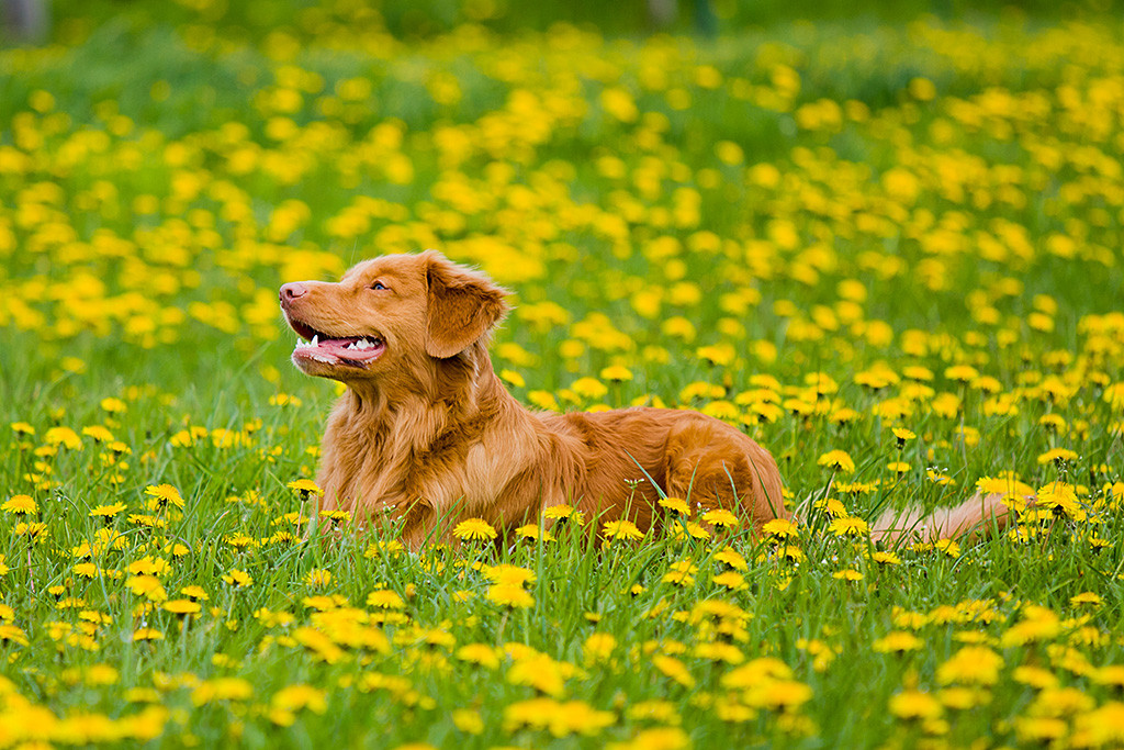 Edison liegt lächelnd in einem Meer von gelben Löwenzahn