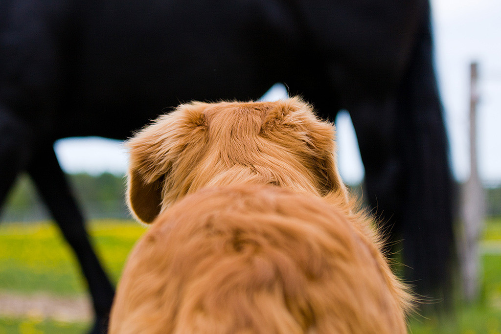 Edisons Rückenlinie von hinten fotografiert, im Hintergrund ein Friese