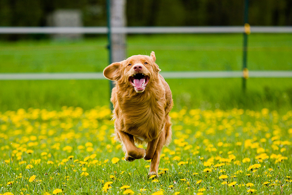 Edison sprintet über die Wiese auf die Kamera zu