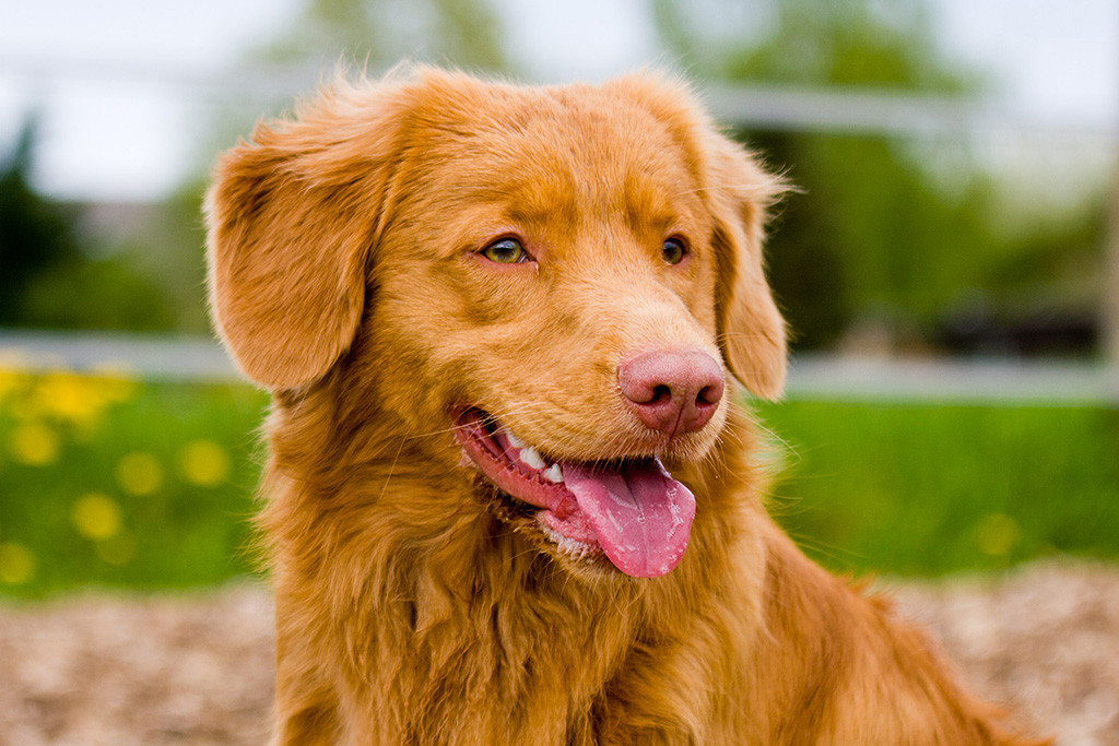 Edison sitzt  und schaut schräg an der Kamera vorbei während er hächelt