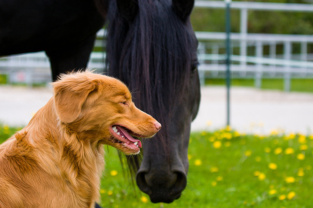 Edison lächelnd im Profil, im Hintergrund ein Friesen-Kopf, der zu Edison schaut