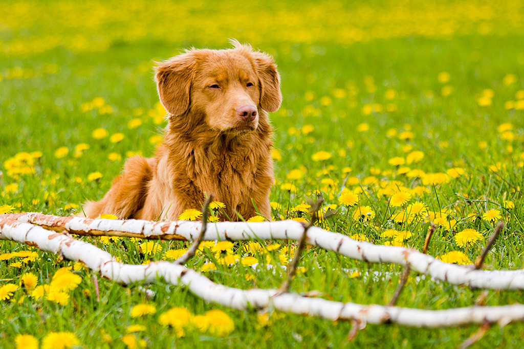 Edison liegt neben einem Birkenzweig auf der Wiese und schaut ernst drein