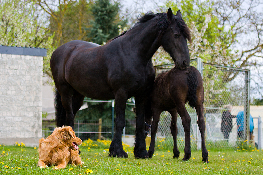 Edison schaut sich liegend zu den zwei Friesen um, die im Hintergrund stehen