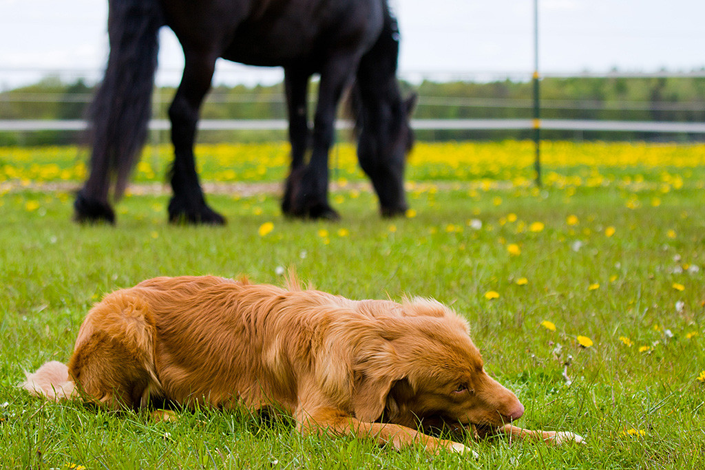 Edison kaut liegend auf der Wiese an einem Stöckchen, im Hintergrund grast ein Friese