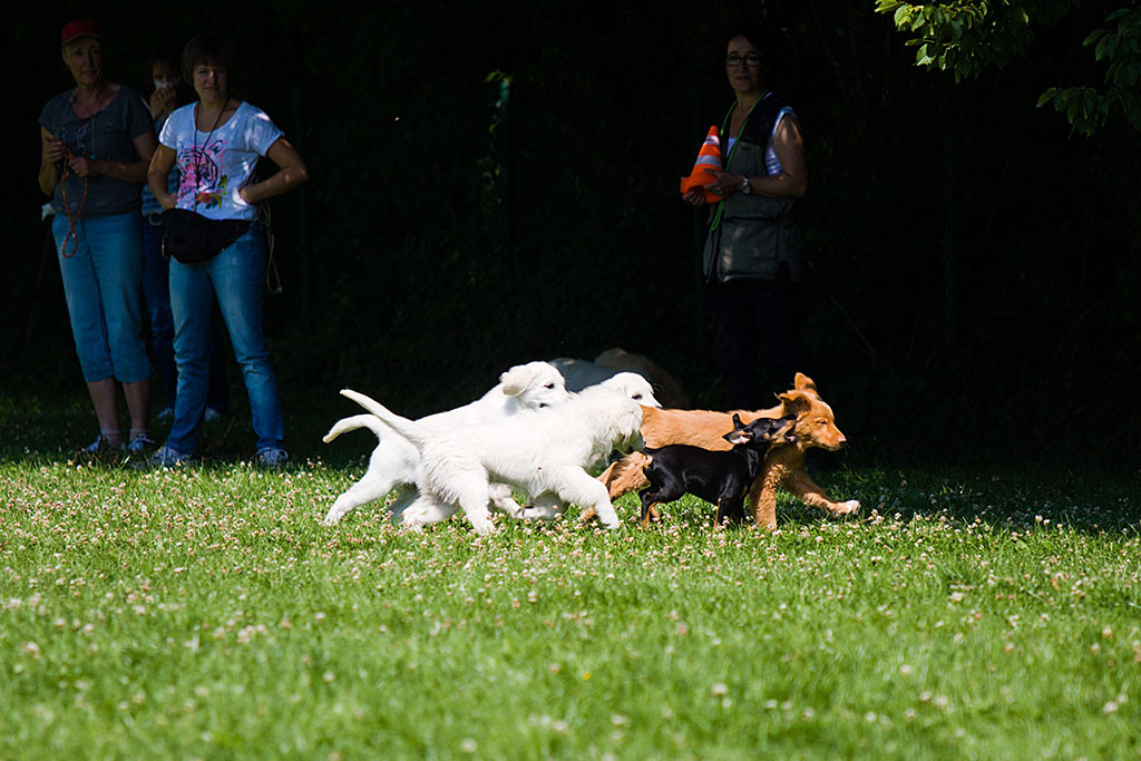 Drei Golden und der Terriermischling jagen Edison