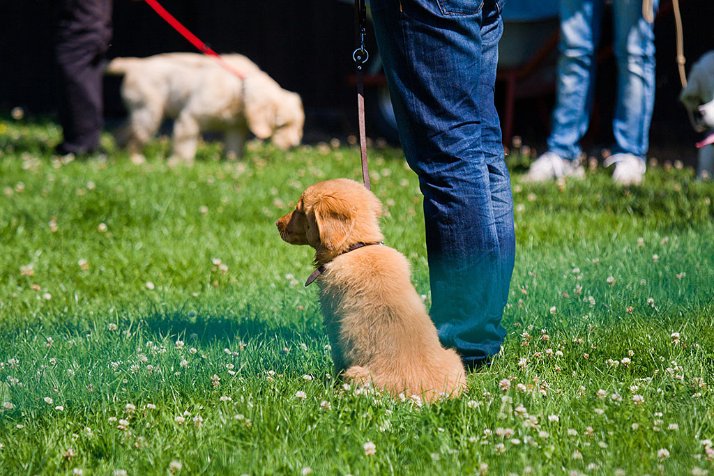 Edison sitzt neben mir und wartet