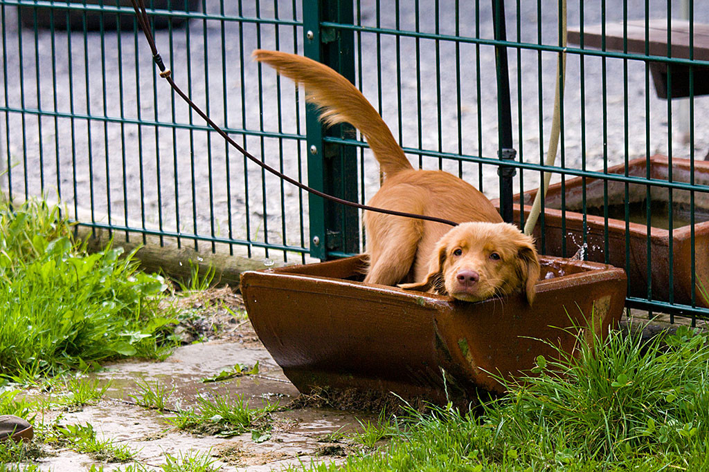 Edison badet im Wassertrog