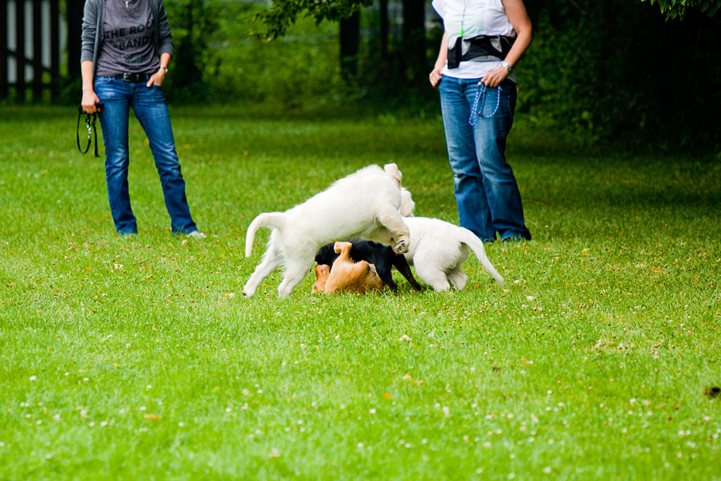 Edison liegt beim Welpenspielen auf dem Rücken