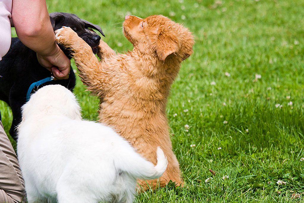 Edison fordert den Labbi auf weiterzuspielen