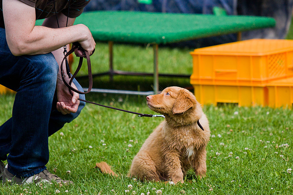 Edison schaut angeleint zu mir rüber