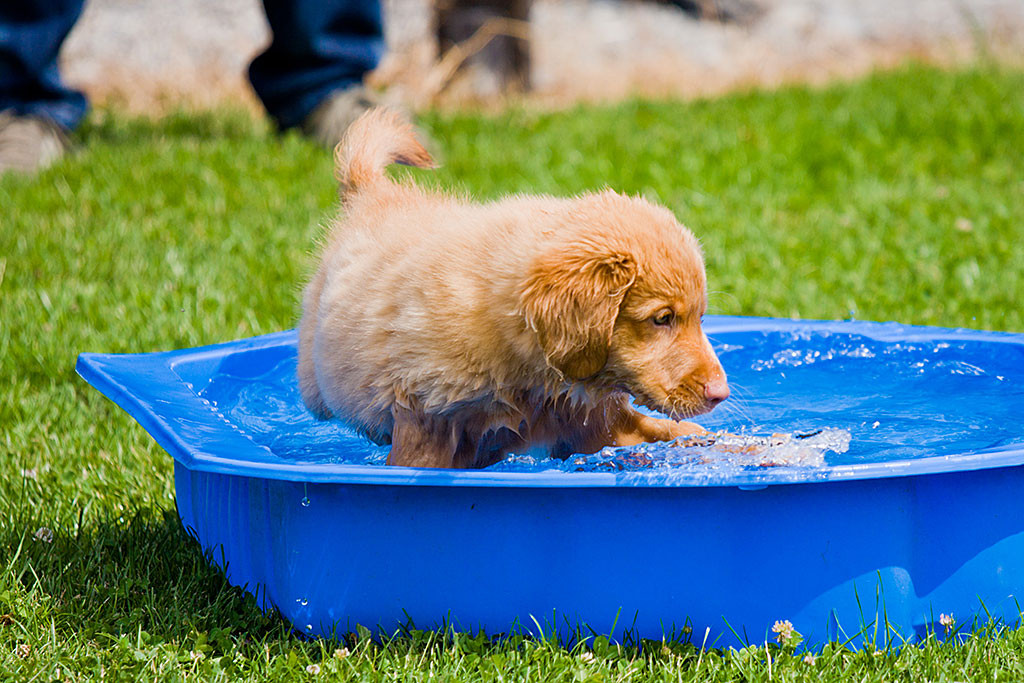 Edison Edison planscht im blauen Wasserbassin