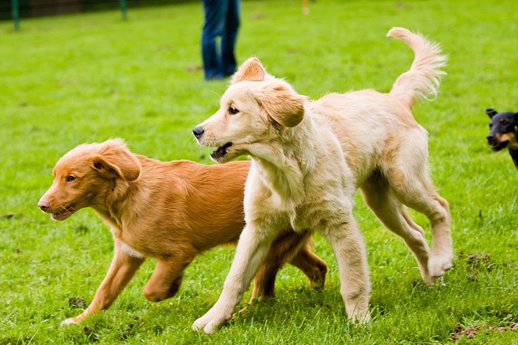 Edison rennt mit einem Golden Retriever um die Wette
