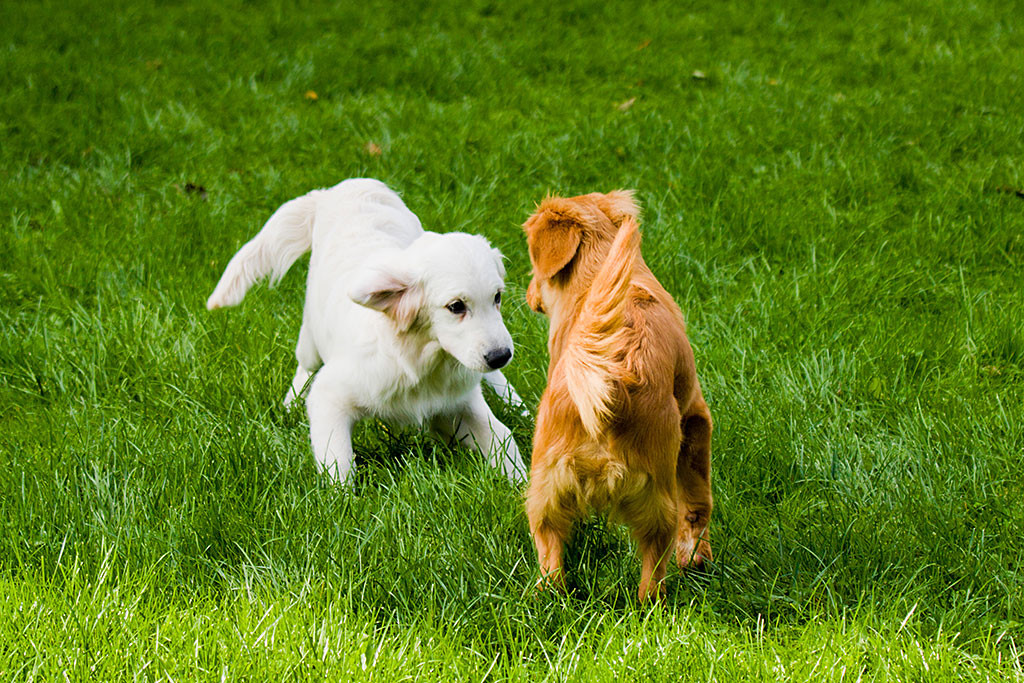 Edison wird von einem Golden Retriever zum Spielen aufgefordert