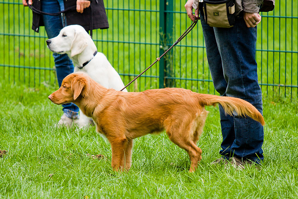 Edison schaut gespannt was um ihn herum auf der Wiese passiert