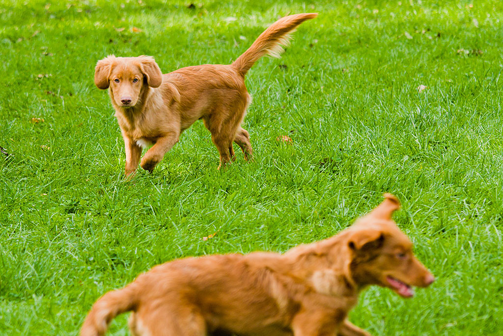 Edison läuft über die Wiese und entdeckt Aika, den zweiten Toller im Kurs