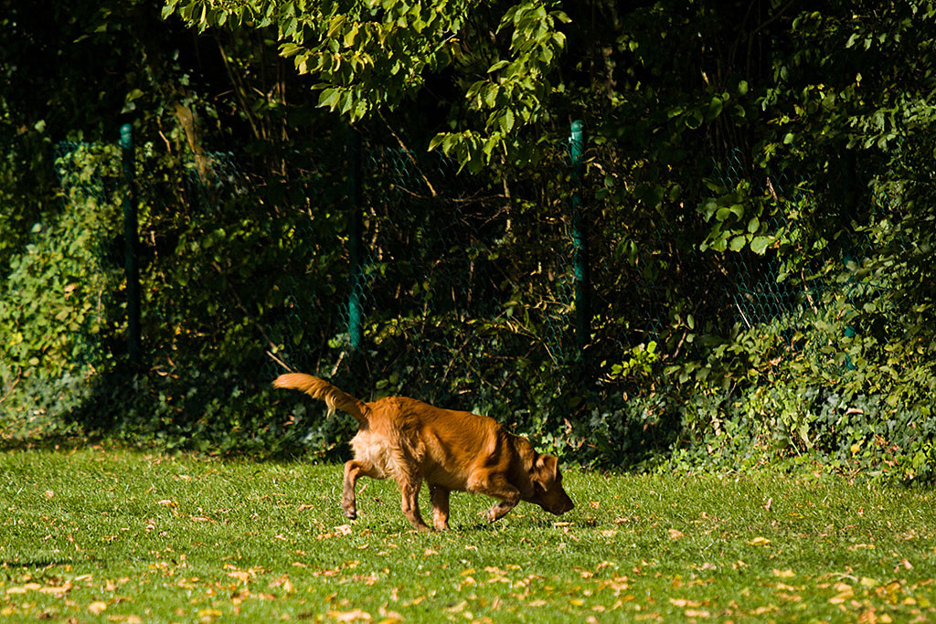 Edison schnüffelt allein auf dem Trainingsplatz