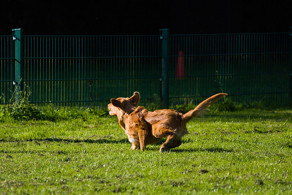 Edison rast auf den Kommpfiff zu Stephan