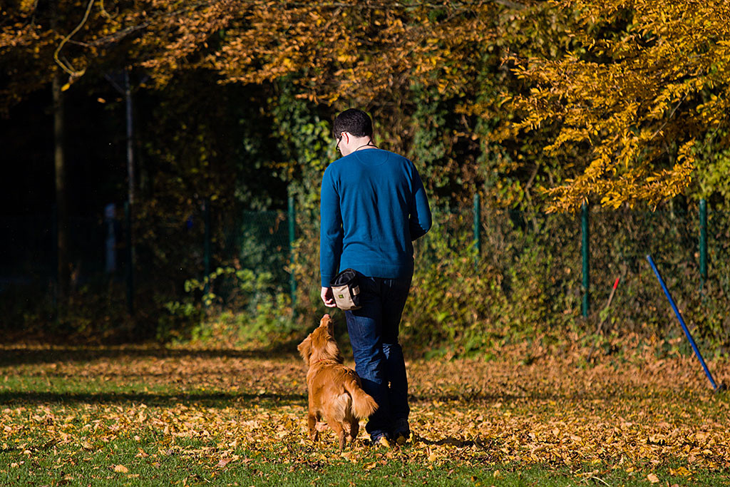 Edison läuft bei Fuß an Stephans Seite