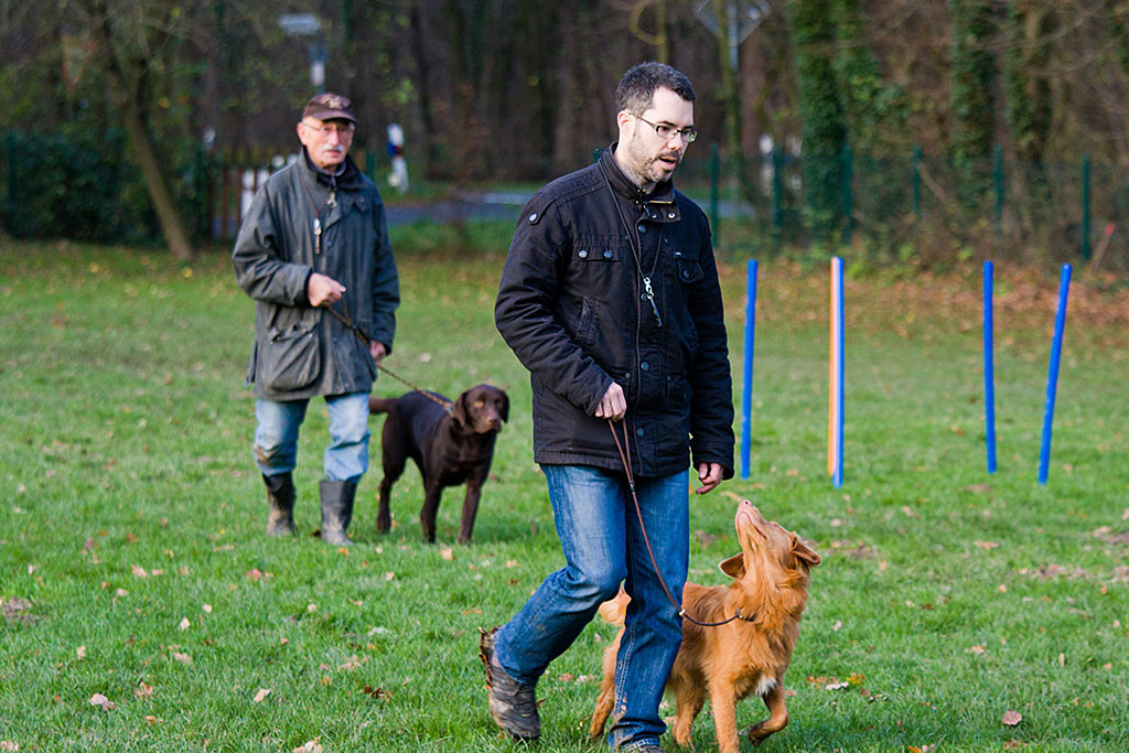 Edison geht bei Fuß mit Stephan vom Platz und schaut ihn dabei an