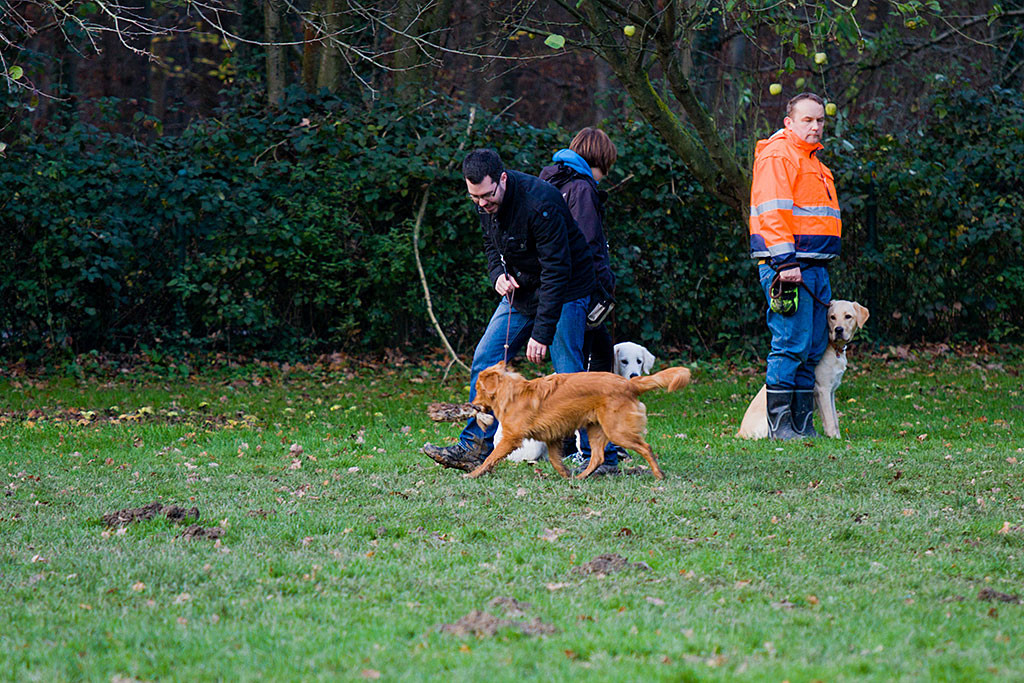 Edison trägt einen Fell-Dummy im Fang