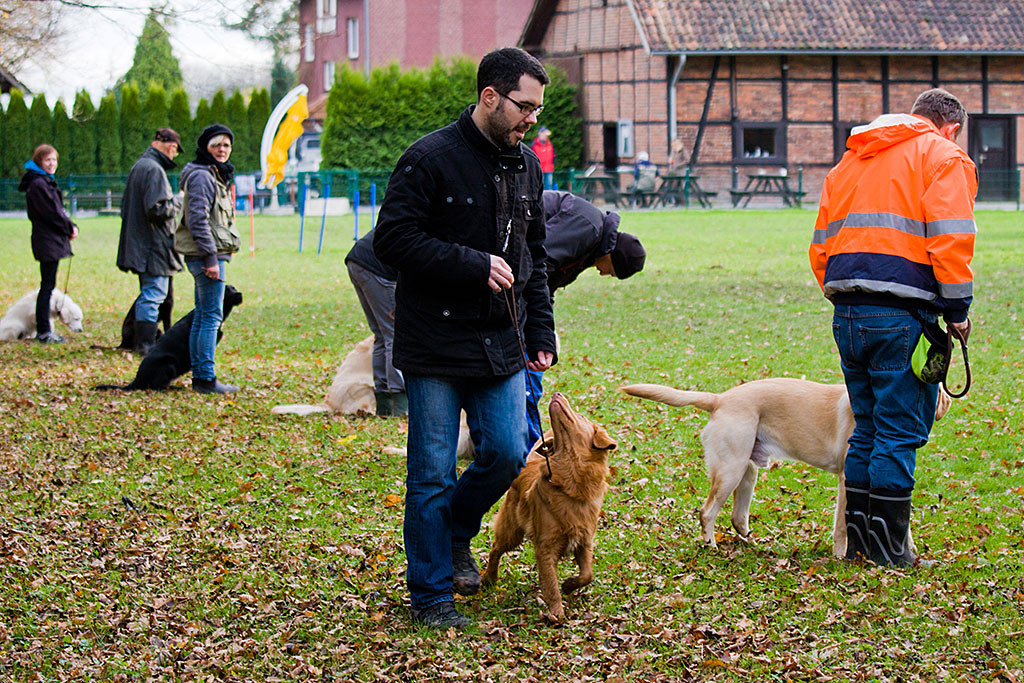 Edison läuft Slalom an den Mensch-Hund-Teams vorbei und schaut dabei Stephan an